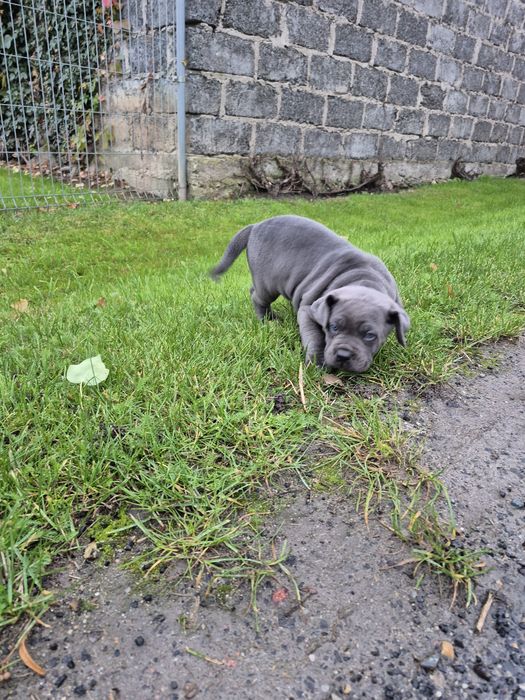 Niebieski Szczeniak Cane Corso szczeniaczek mocni rodzice, rodowód