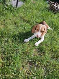 Suczka rasy Beagle