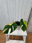 Monstera aurea 3 folhas