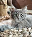 Śliczna szylkretowa koteczka  Maine Coon LATIKA Ashantu*PL