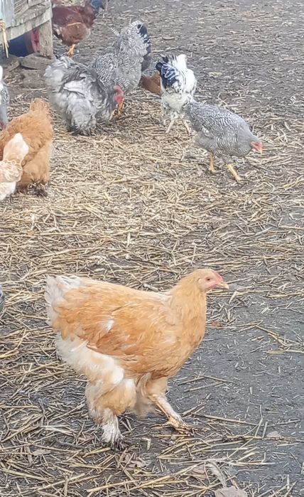 Sprzedam pare kochinow