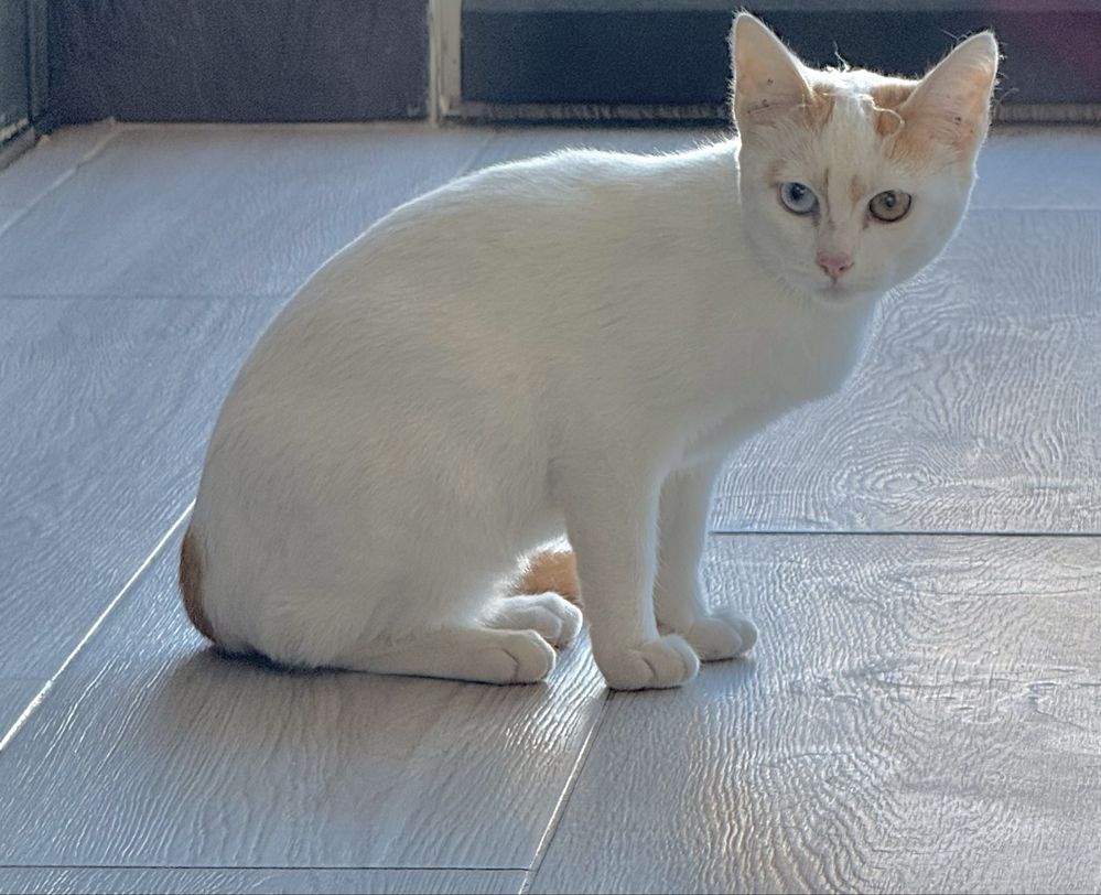 Gatinho para adocao responsavel