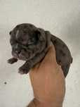 Buldogue Frances Menina