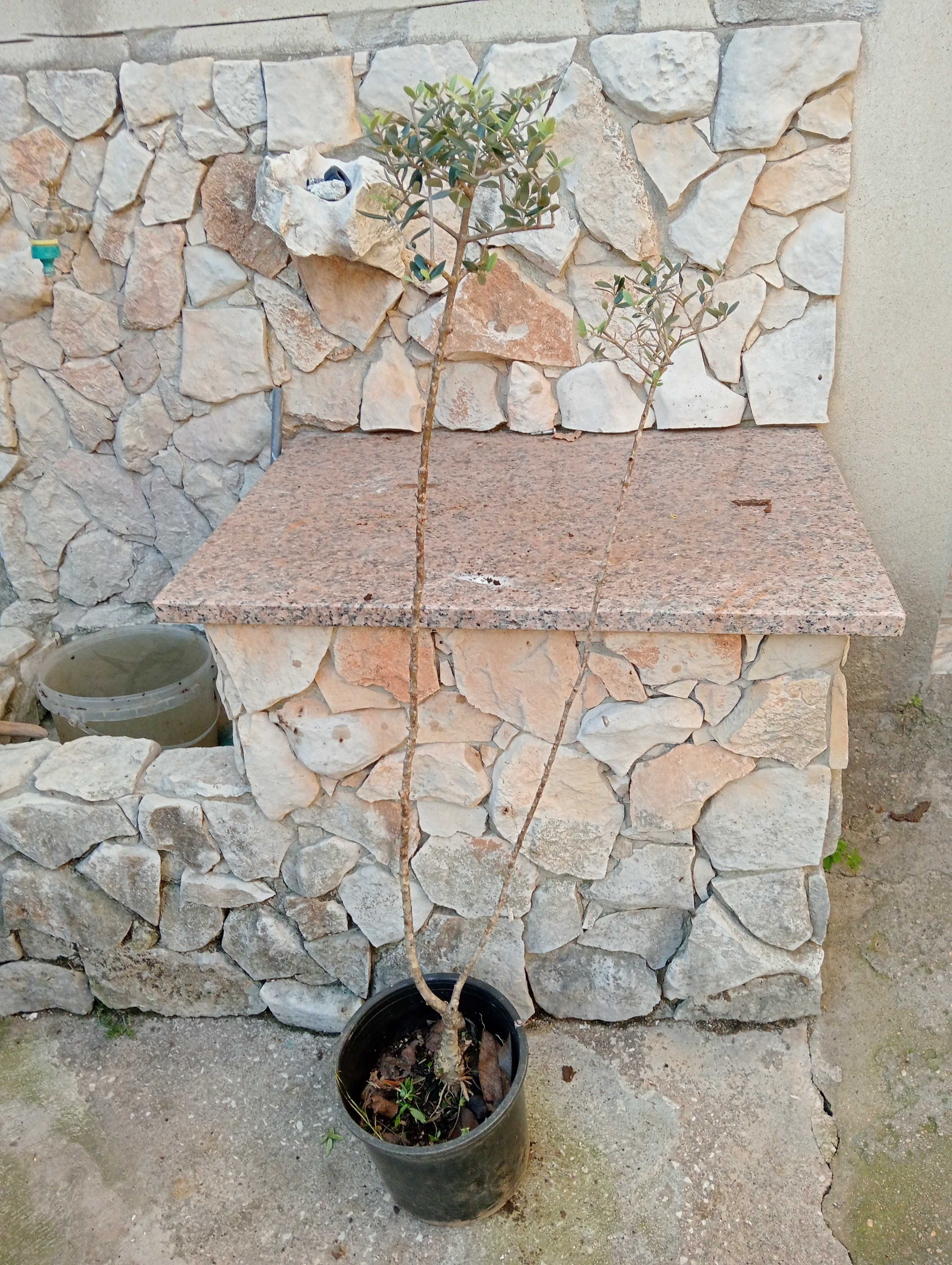 Oliveiras de jardim