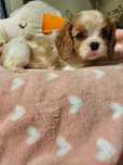 Cavalier King Charles Spaniel - sunia