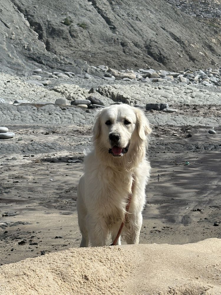 Golden Retriever com LOP procura namorada