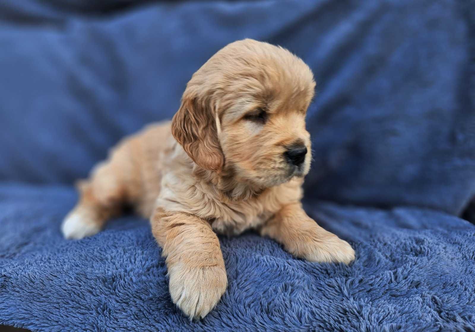 Golden Retriever - złoty szczeniak piesek.