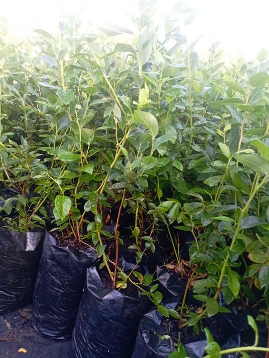 Продам Саджанці лохини ранніх сортів