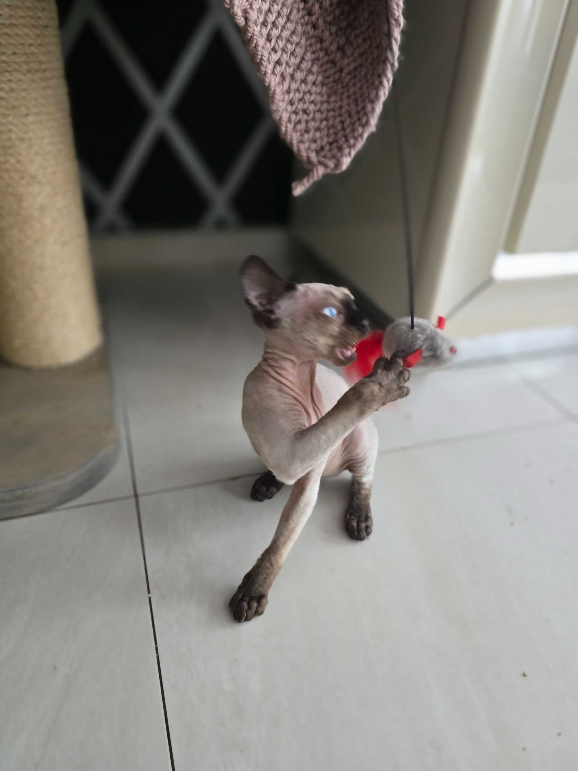 Devon rex z rodowodem FPL