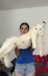 Koty Maine Coon ur. 26.06.2025