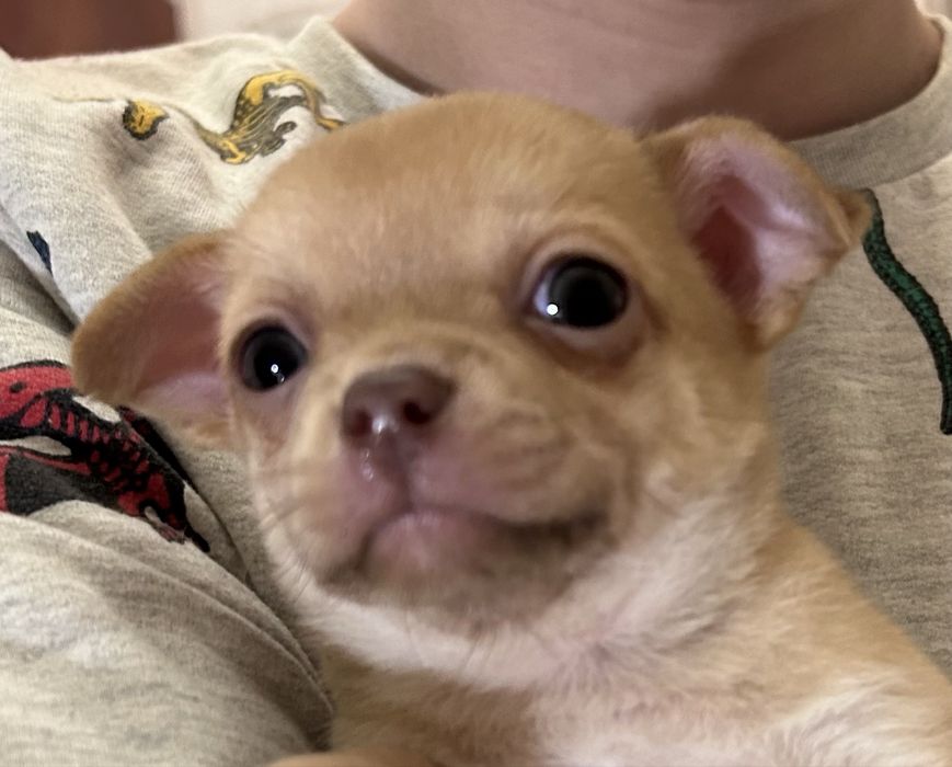 Чіхо- хлопчики чекають