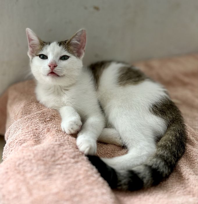 Ostoja mruczków kot Danio do adopcji