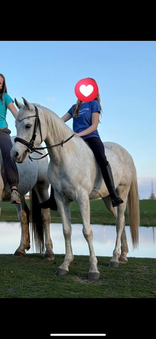Piękny wałach arabski