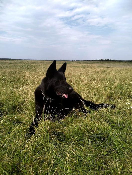 Східноєвропейська вівчарка.