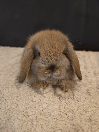 Królik mini lop króliczek mini