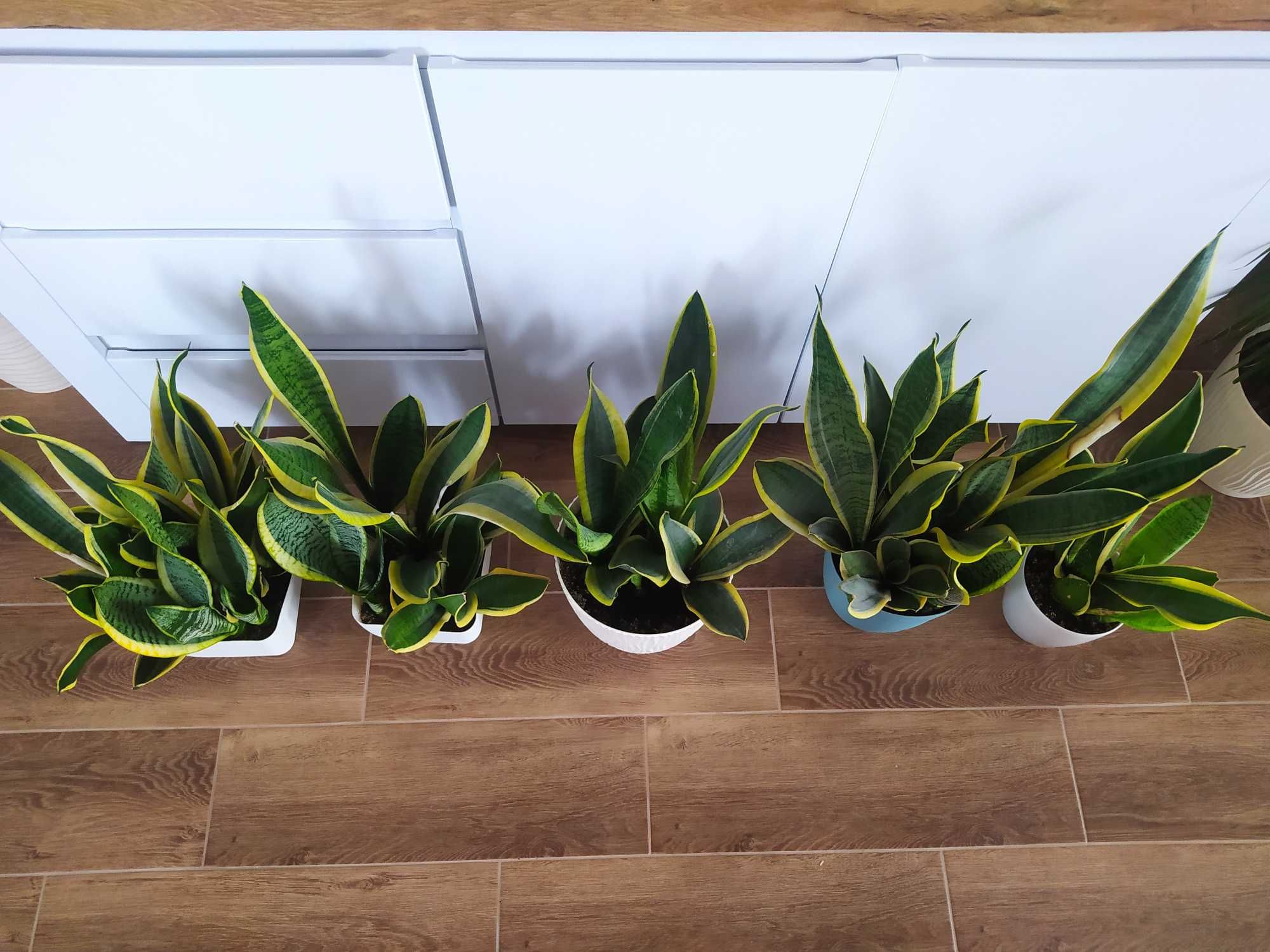 Sansevieria, szabla kwiat, język teściowej.