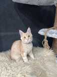 Kotka Maine Coon “DAPHNE” ds22 FPL/FIFE ruda ze srebrem LINIA SHADED