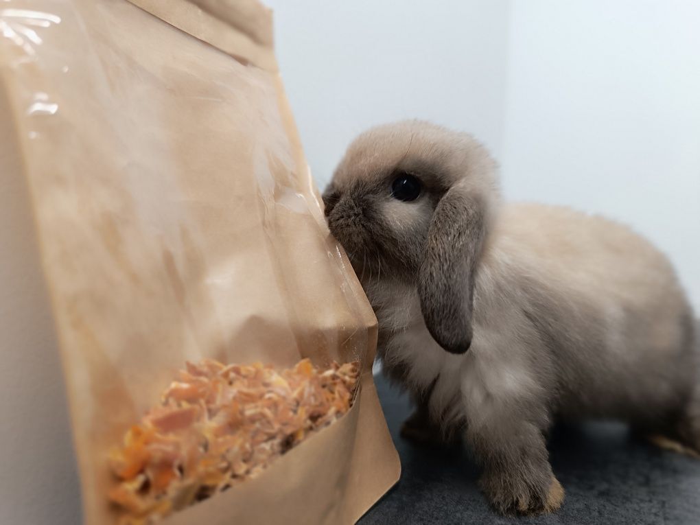 Królik Mini Lop Mini Lopek Króliczek hodowla