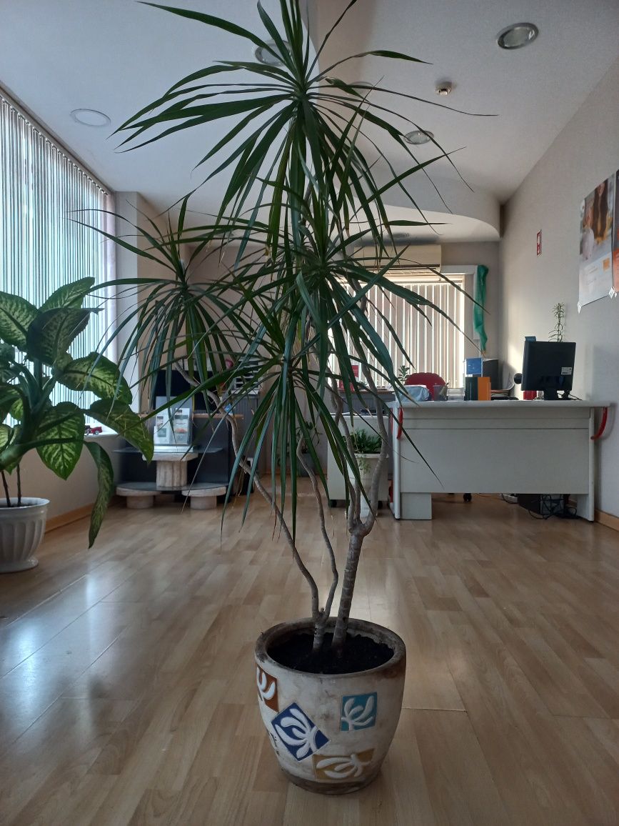 Dracena Marginata com vaso incluído