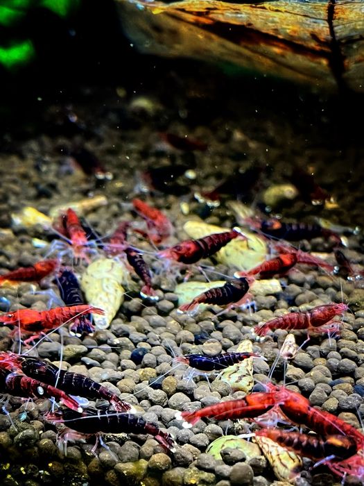 Krewetki Red Ruby Czerwono Czarne Caridina