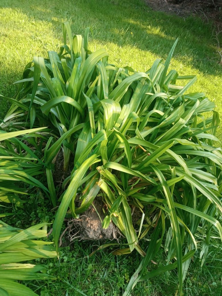 Karpa liliowca rdzawego 40 cm