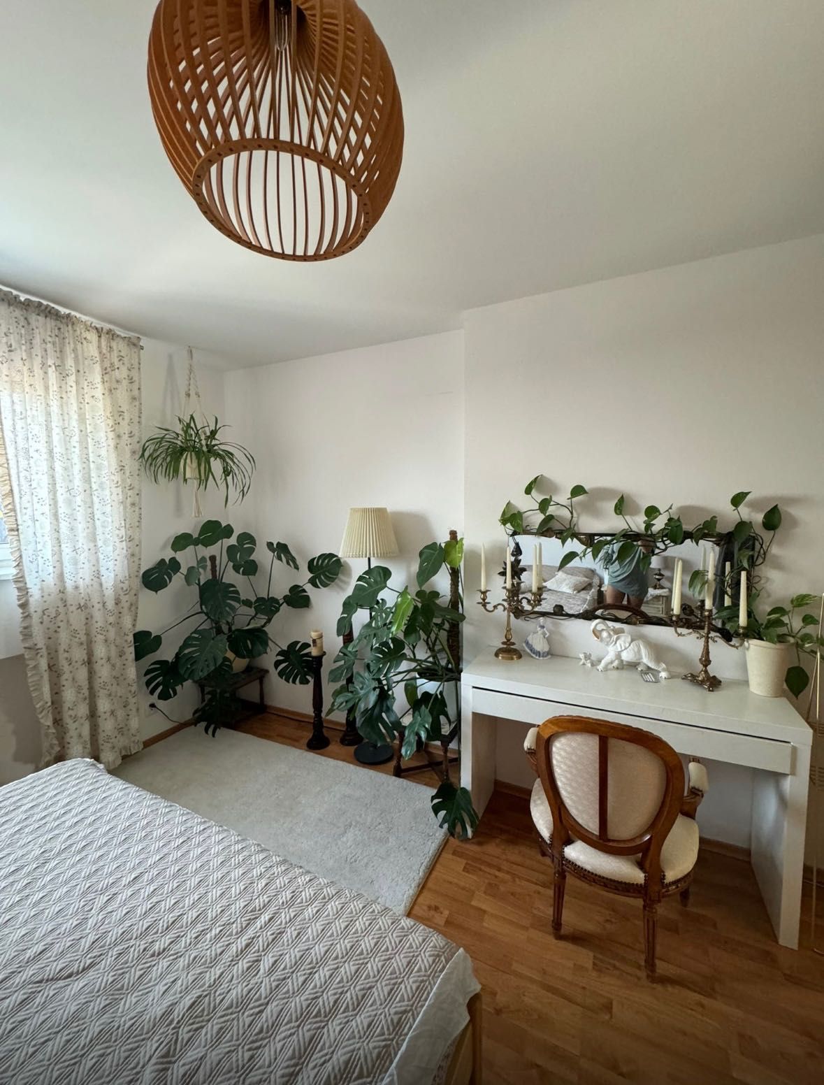 Kwiatek doniczkowy Monstera