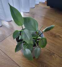 Philodendron Silver Queen