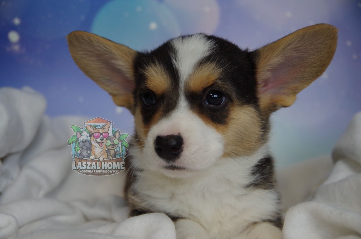 Welsh Corgi Cardigan suczka DO ODBIORU