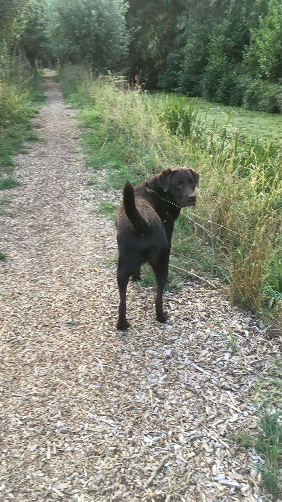 Oddam Suke Labrador Retriever Czekoladową
