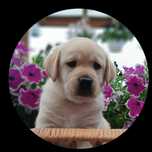 Labrador Retriever szczenie Wspaniałej Budowy Po ojcu pochodzenia FCI