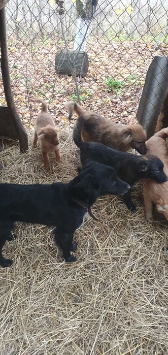 Отдам щенков бесплатно