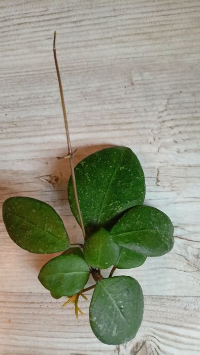 Hoya ovatifolia rosnąca