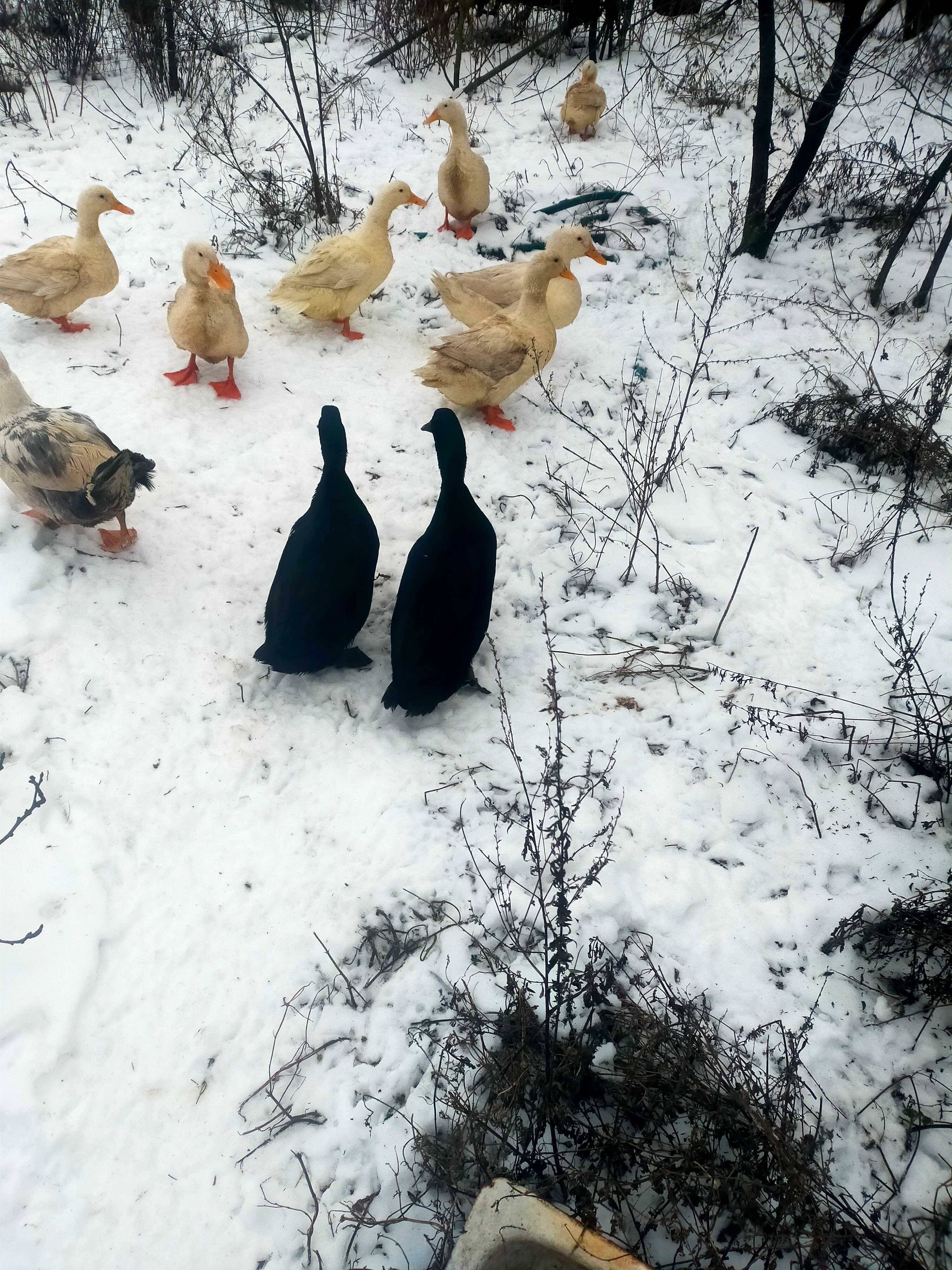 Jaja lęgowe kaczek kajuga i pekin