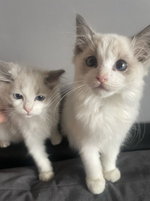 Ragdoll koteczka kocurek kot gotowe do odbioru