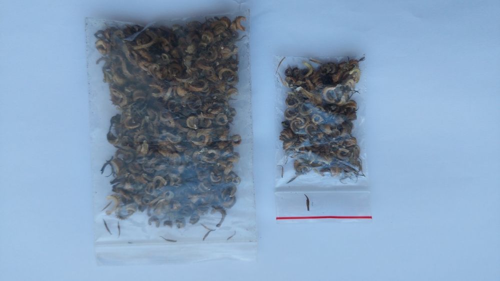 Календула насіння нагідки насіння