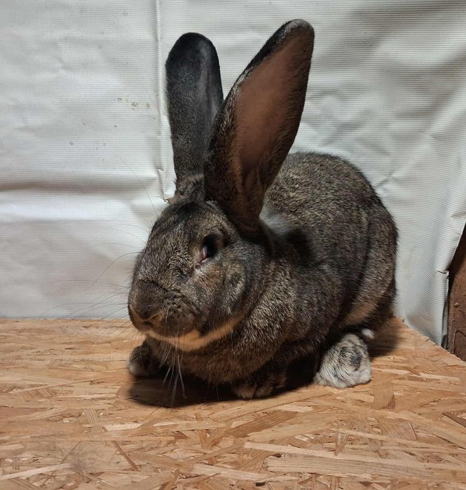 Olbrzym belgijski samiec