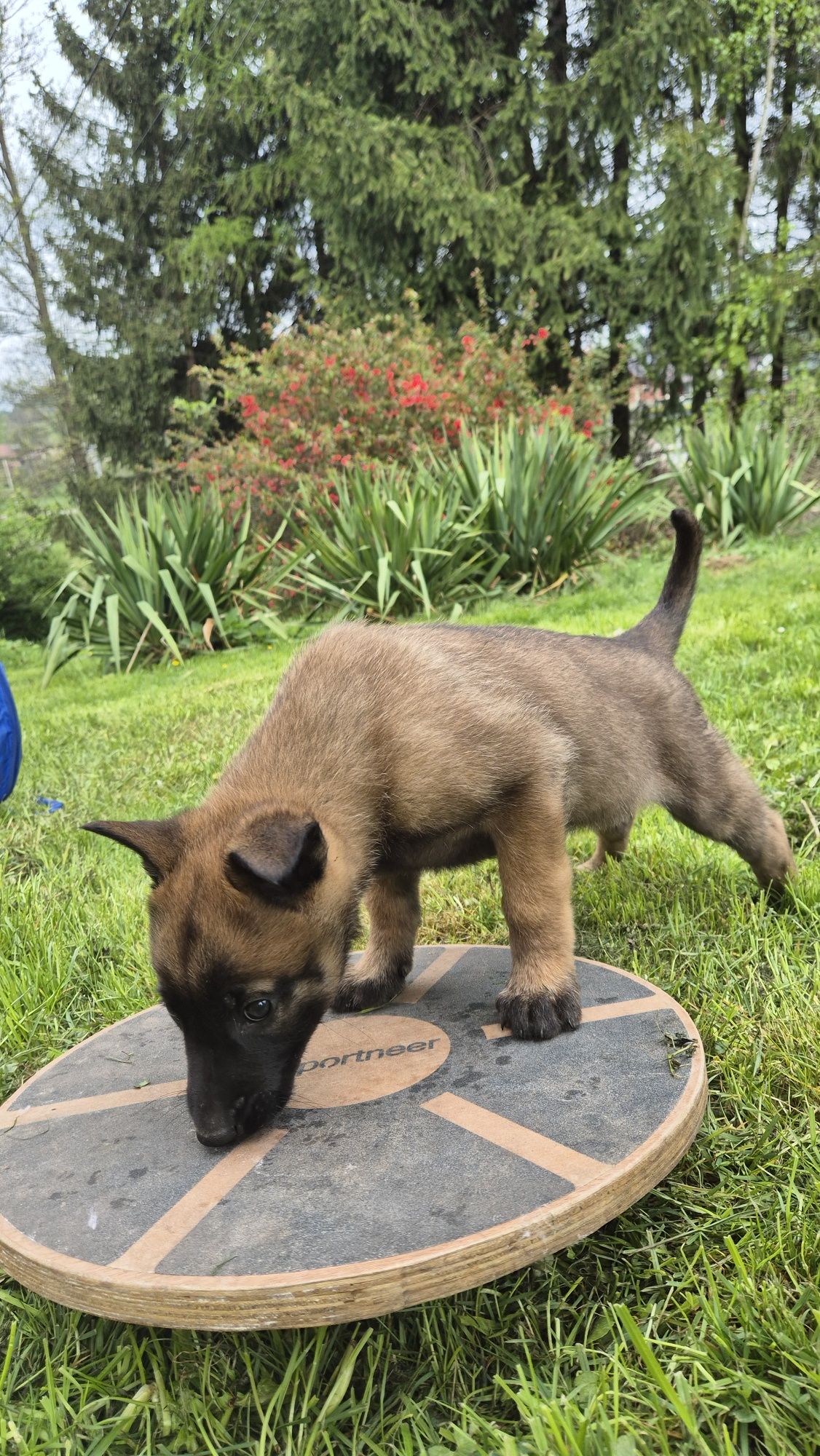 Owczarek Belgijski Malinois suka 9 tyg