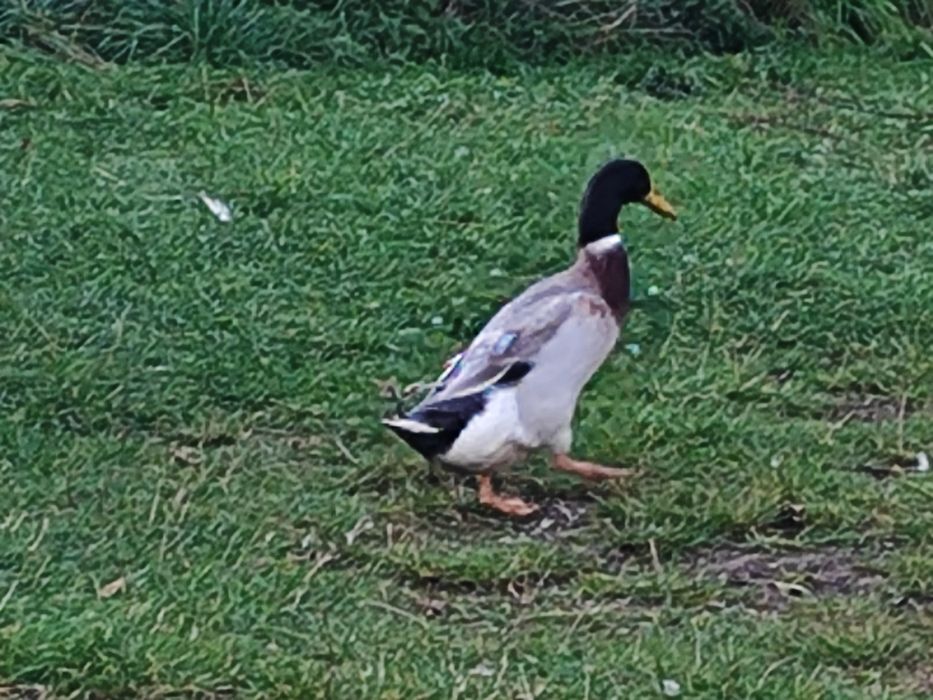 Biegus indyjski, kaczor