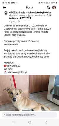 Piesek znaleziony w lęborku