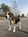Oddam Psa Rasy Beagle