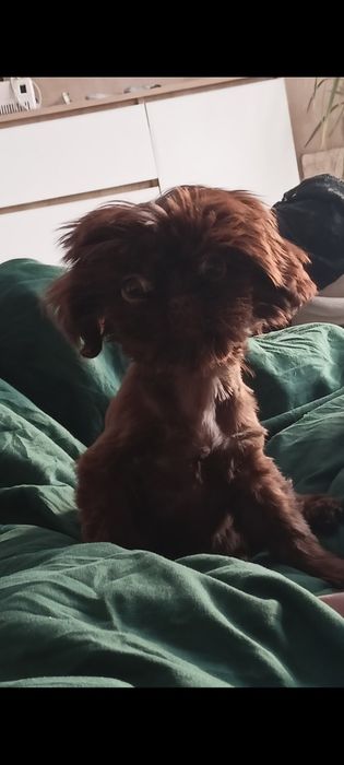 Ostatni piesek rasy shih tzu czekoladowy! Rodowód!