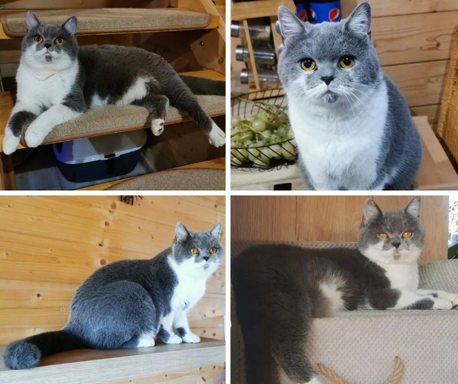 Kot Brytyjski liliowy odbiór sierpień