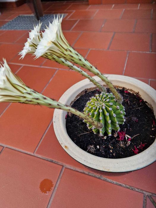 Echinopsis Eyriesa kaktus - duże białe kwiaty