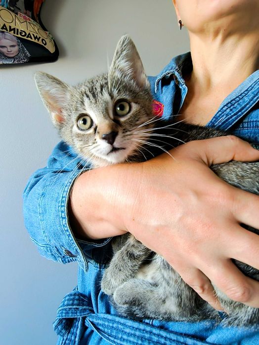 Kociątko Lusi do adopcji