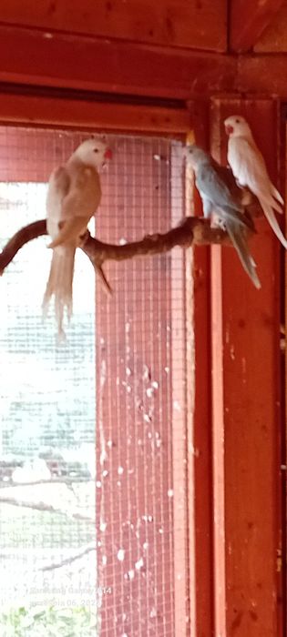 Aleksandretty obrożne