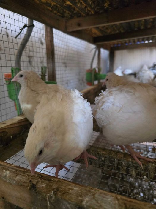 Ovos de codornizes gigante várias cores