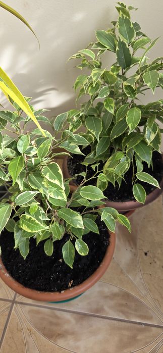 Фикусы Бенджамина