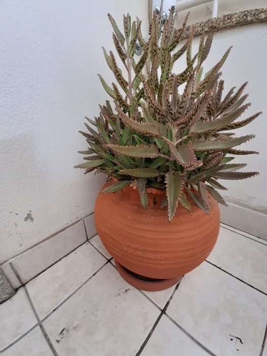 Cato em vaso de barro