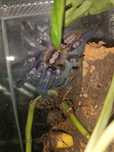Poecilotheria Metallica TYLKO ODBIÓR OSOBISTY!!!