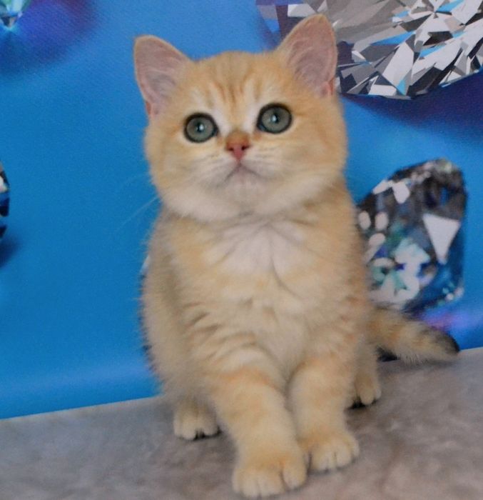 Котята золотые шиншиллы ny 11